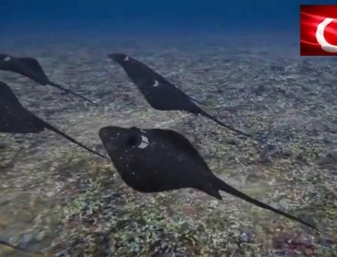 Με εκατοντάδες stealth «σελάχια-δολοφόνους» drones θέλει να ελέγχει το Αιγαίο το τουρκικό Ναυτικό! (βίντεο)